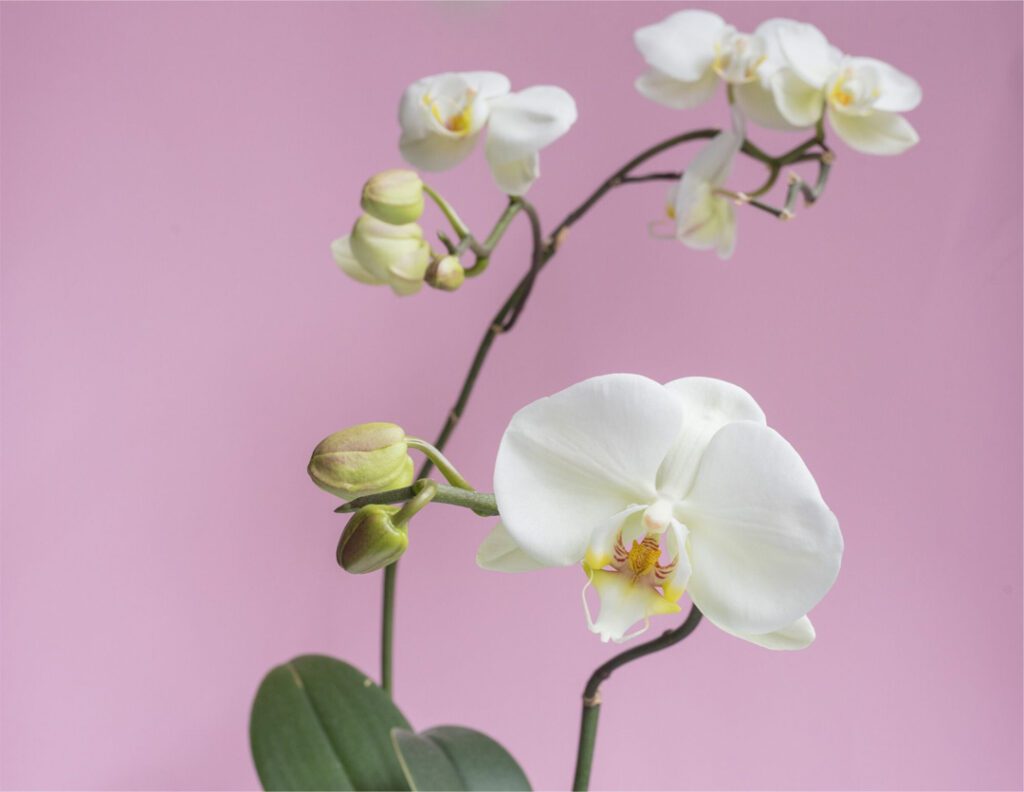 Indoor Garden