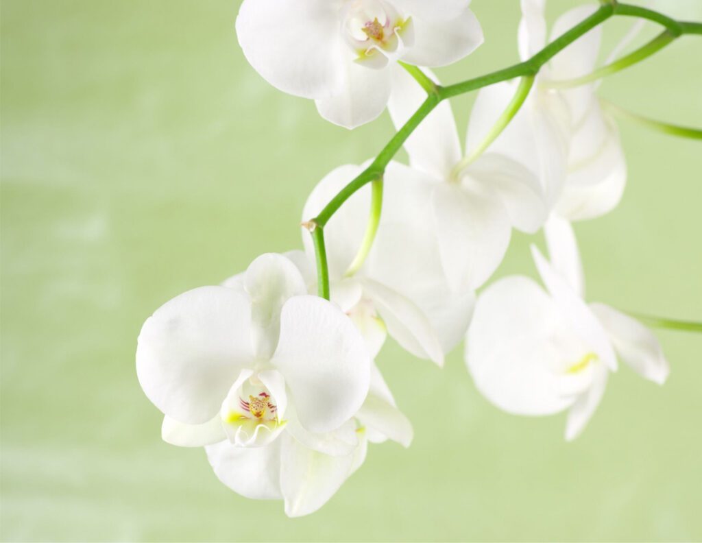 Orchid Care