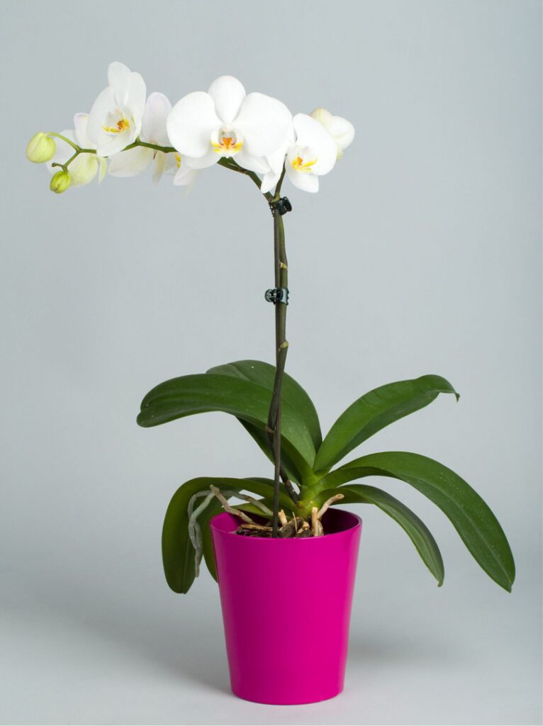Orchid Pot