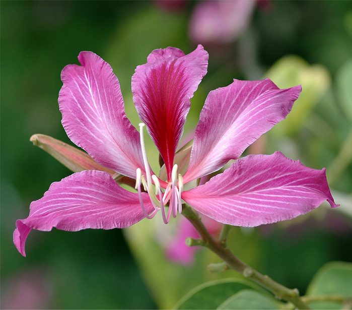 Orchid Resource Center