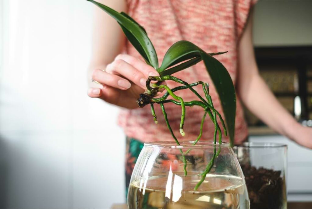 woman hands planting a flower in the house MJDEF2A