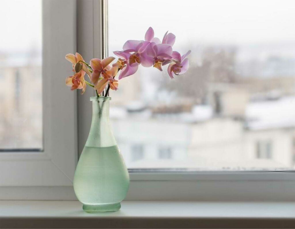 Gifting Orchid