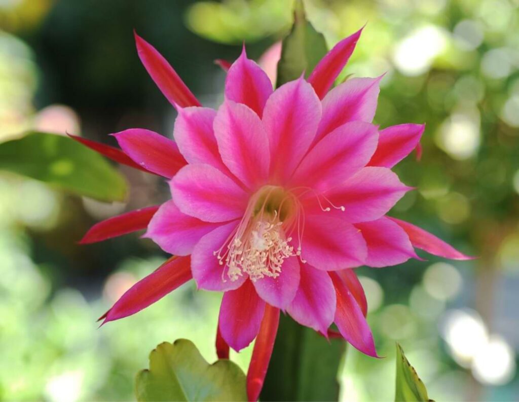 Orchid Cactus