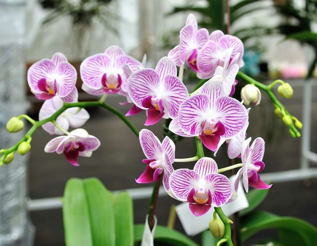 Orchid Blooming