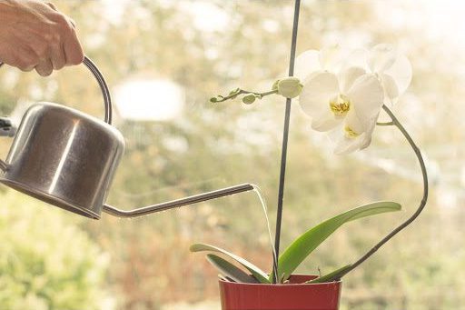 Orchid Watering