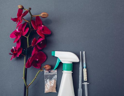 Is My Orchid Sick? 7 Signs Something’s Wrong