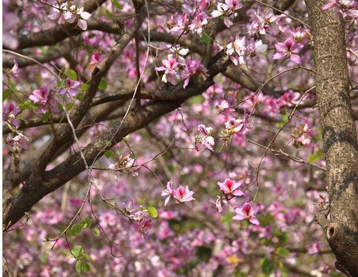 4 Tips for Growing a Hearty Orchid Tree