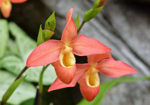 The Ultimate Guide to Lady Slipper Orchids