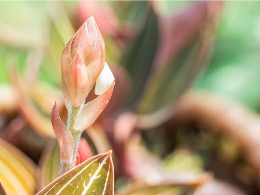 The Ultimate Guide to the Jewel Orchid