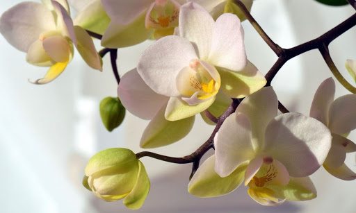 5 Simple Secrets to Growing a Healthy Orchid