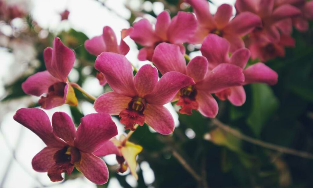 Orchid