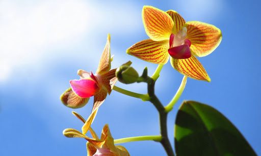 How Much Light Do Orchids Need? Your Top 7 Lighting Questions Answered.