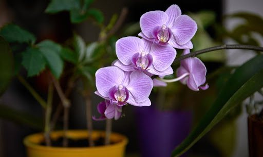 How to Revive Your Dying Orchid in 5 Quick Steps