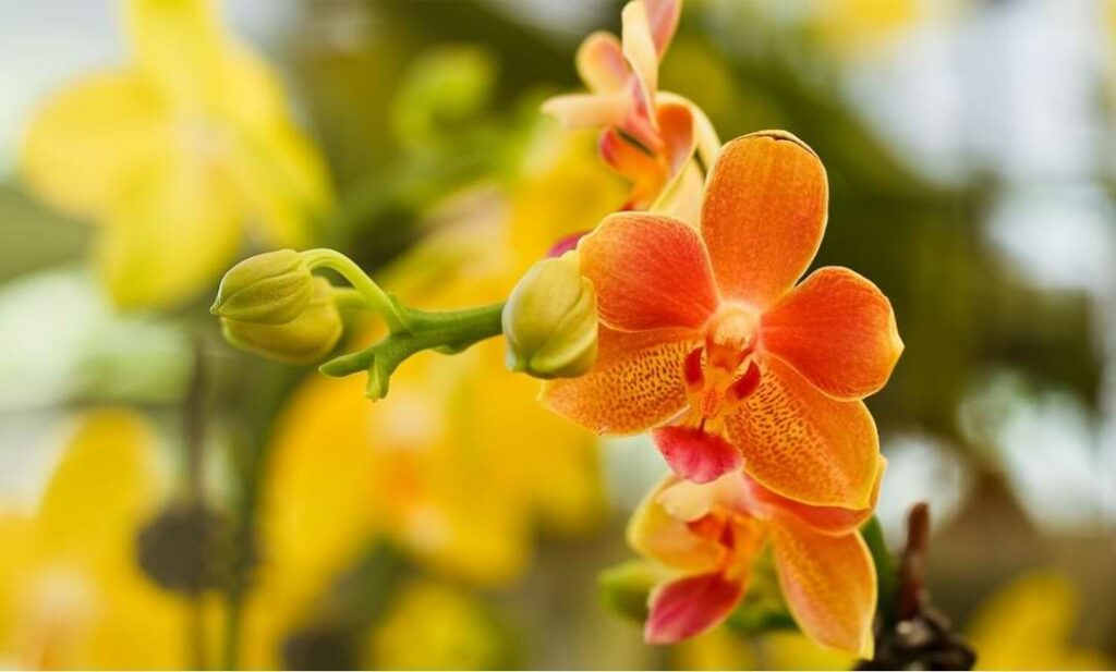 Orchid Care