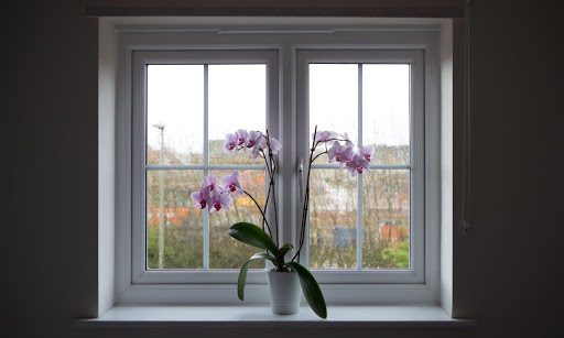 5 Unexpected Ways You’re Accidentally Killing Your Orchid