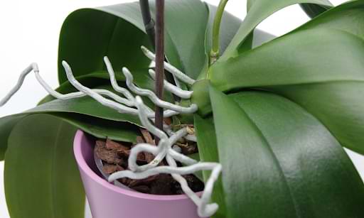 Orchid Root Damage