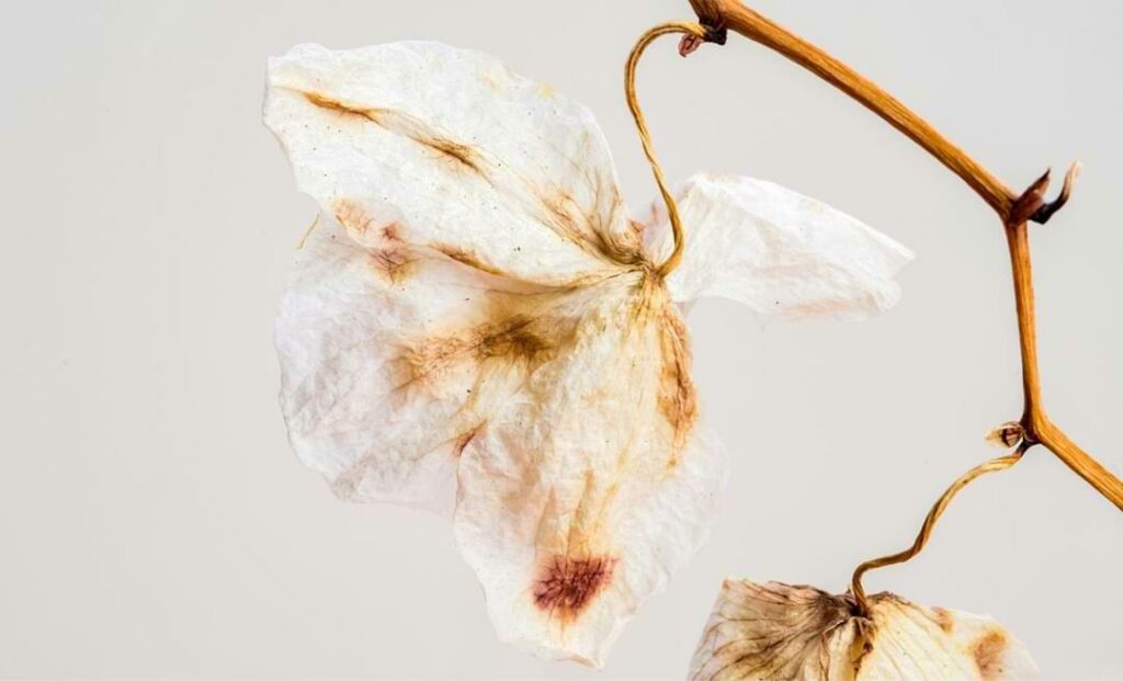 Orchid Is Dying
