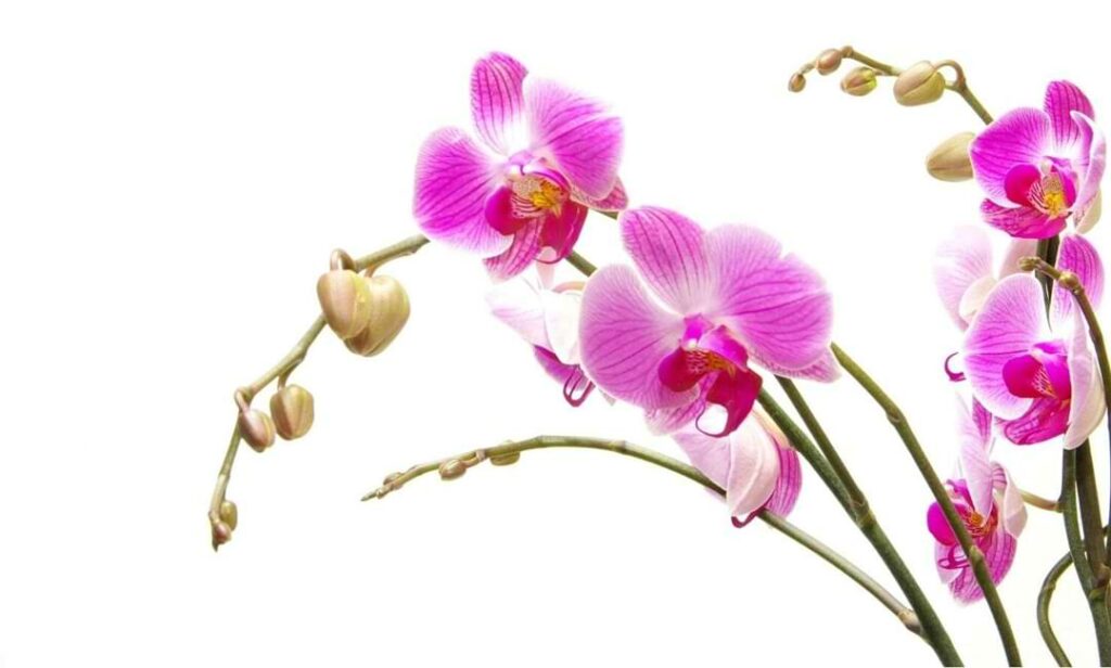 How Long Do Orchids Last