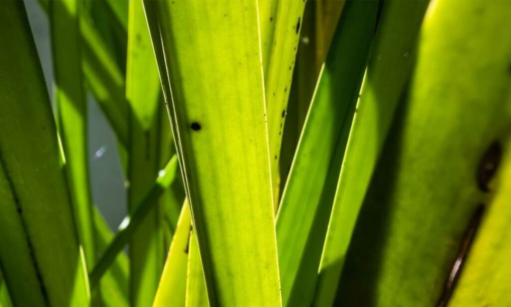Orchid Leaves Turning Yellow