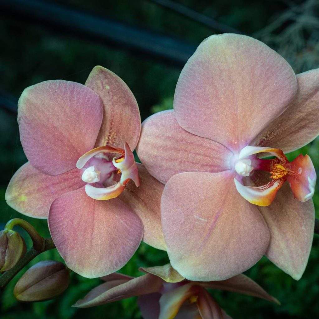 Phalaenopsis Sanderiana