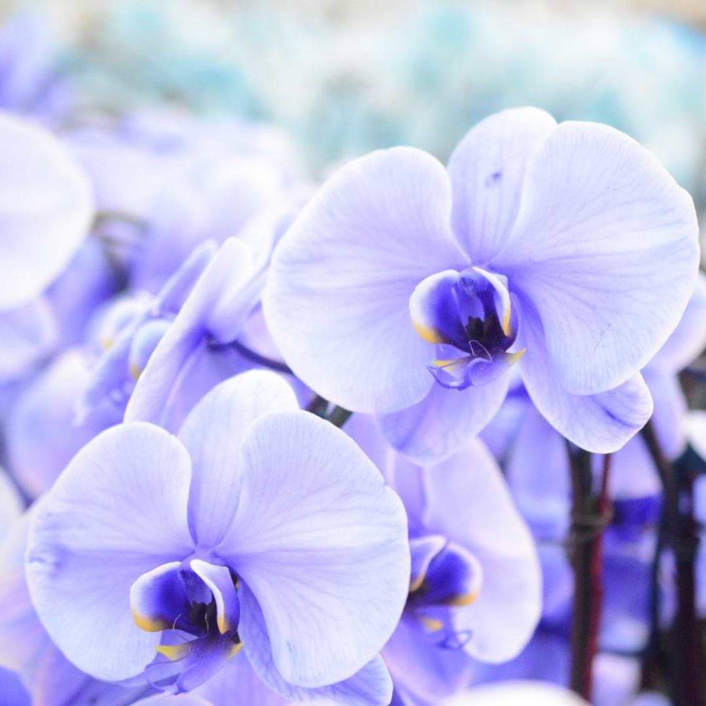Grow Orchids from Cuttings