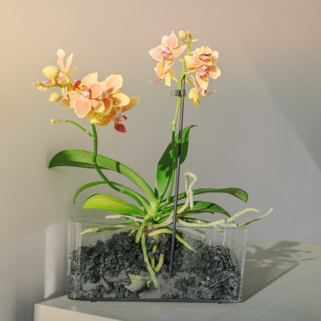 How to Repot an Orchid with Air Roots