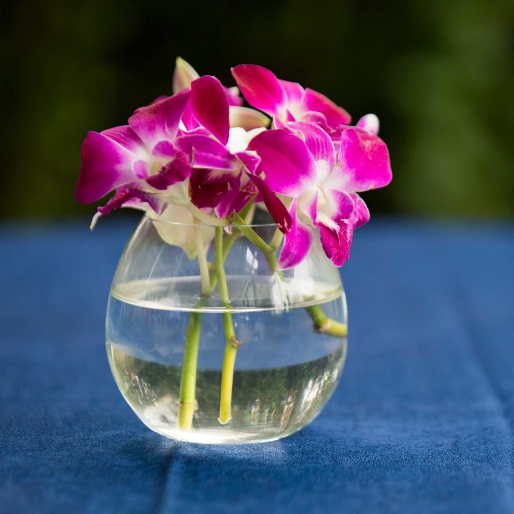 Orchid Stem in Water