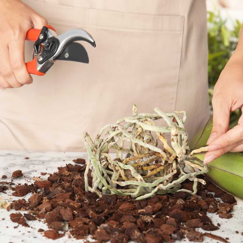 Grow-Orchids-from-Cuttings