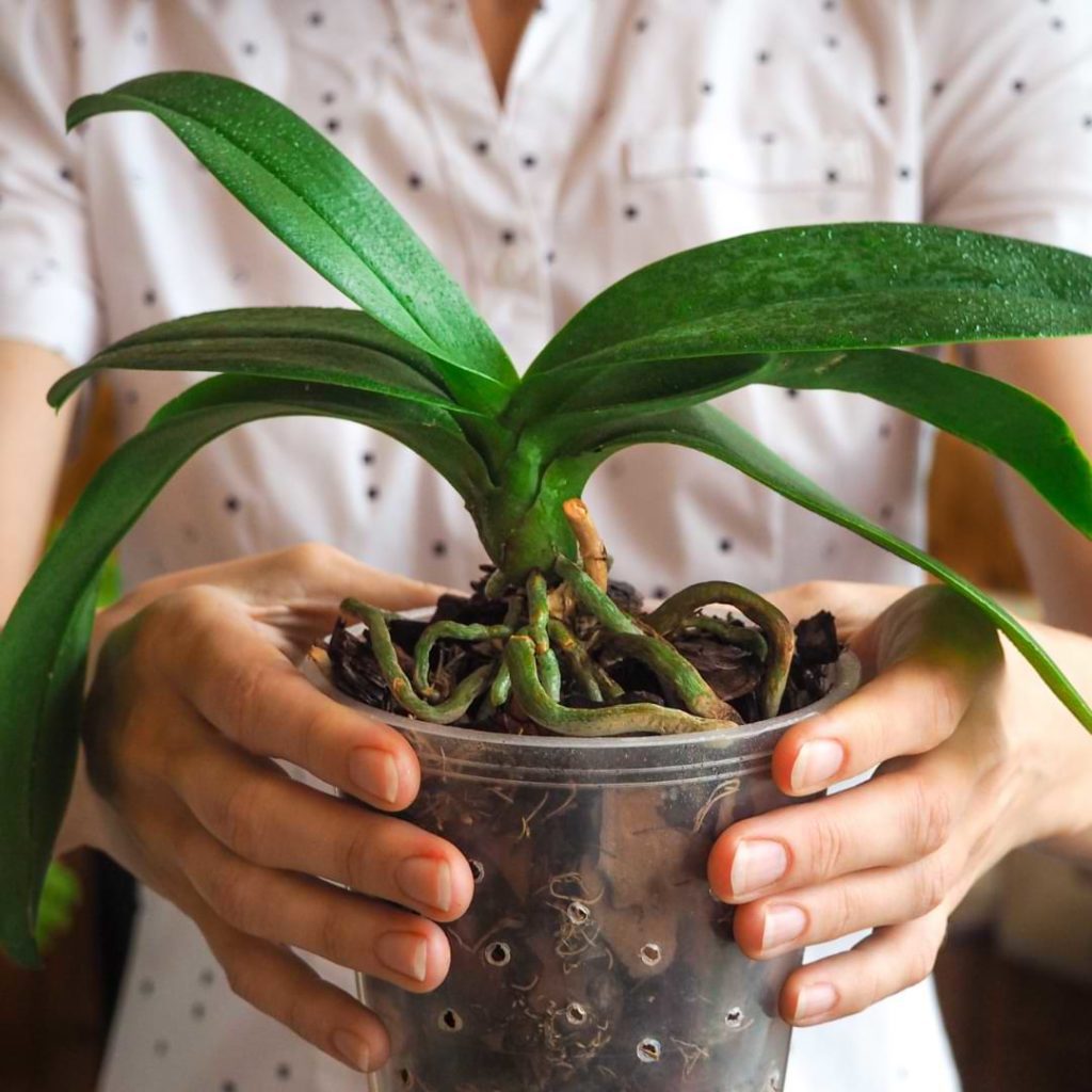 Overwatered Orchid