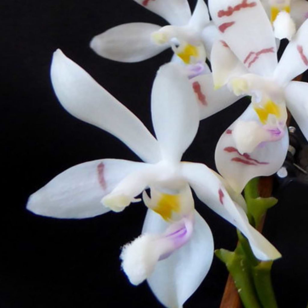 Phalaenopsis Tetraspis