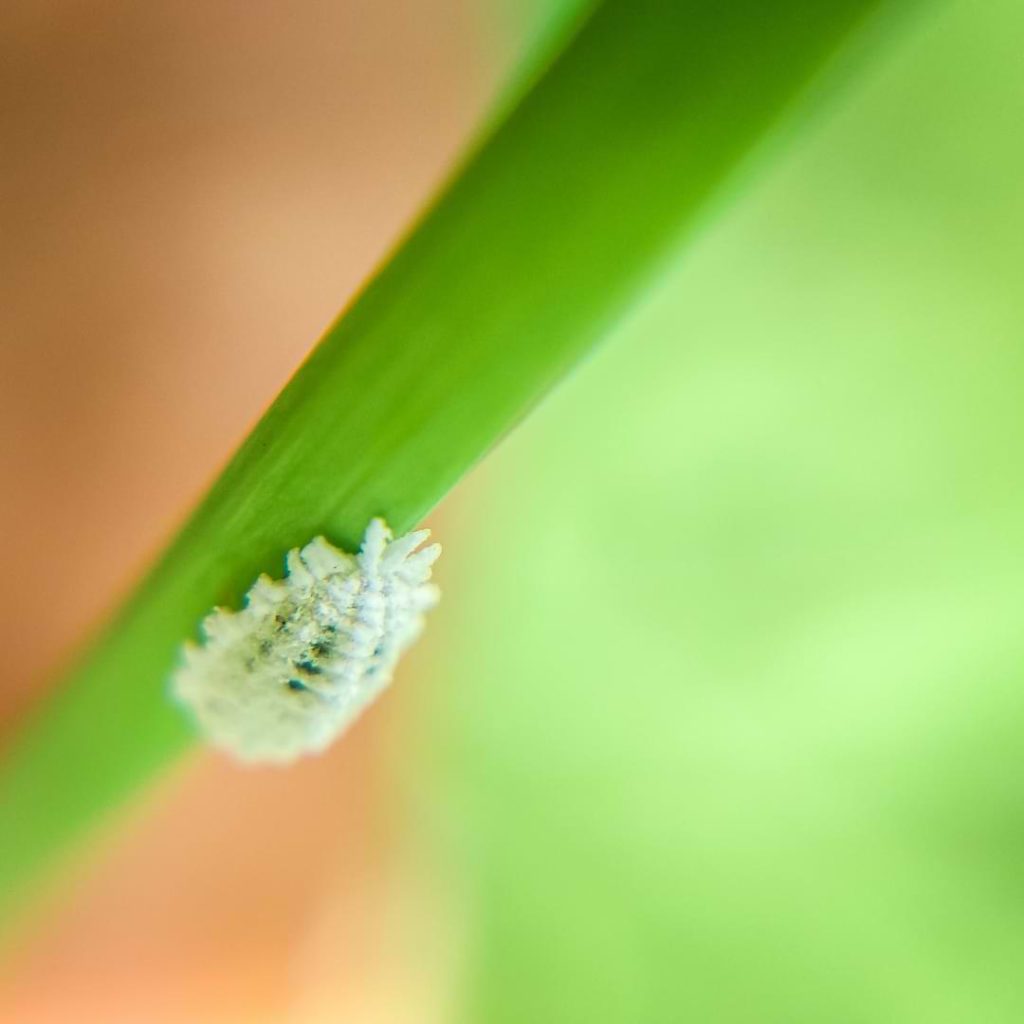 Mealybug on Orchid