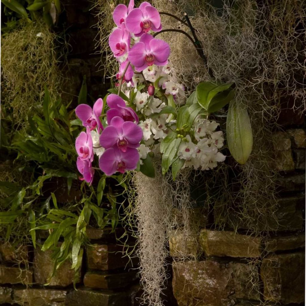 Mounting Orchid