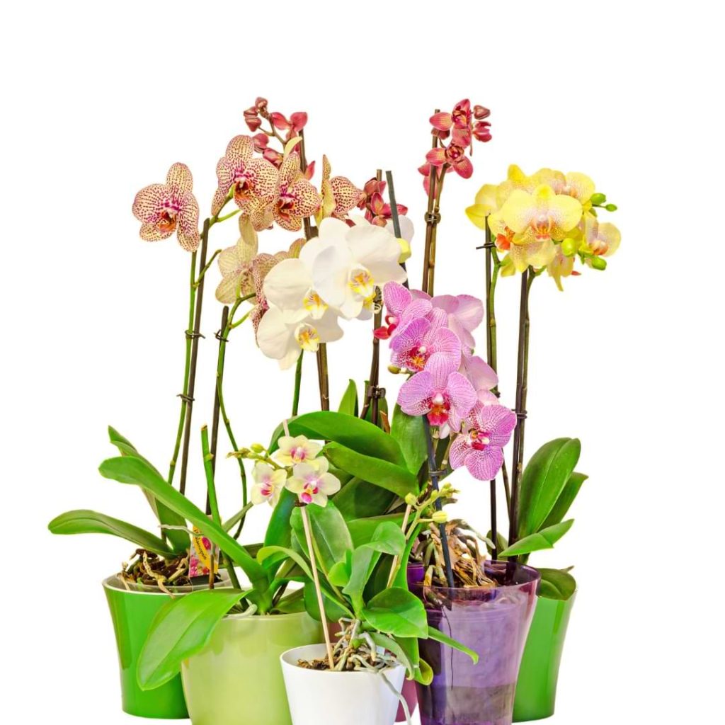 Orchid Identification Chart
