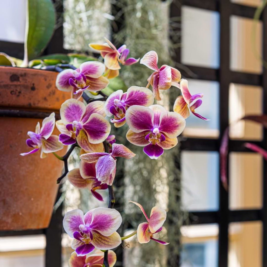 Hanging Orchids