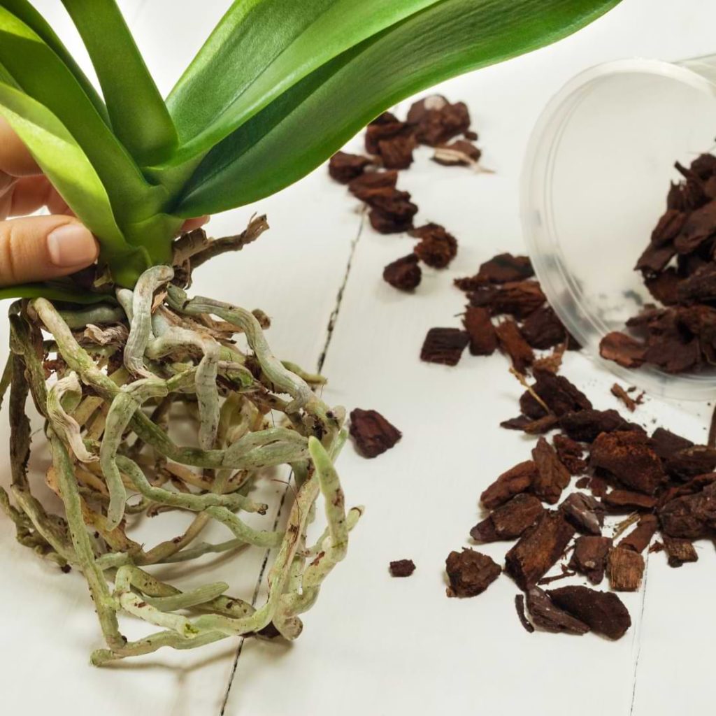 Orchid Bark Mix