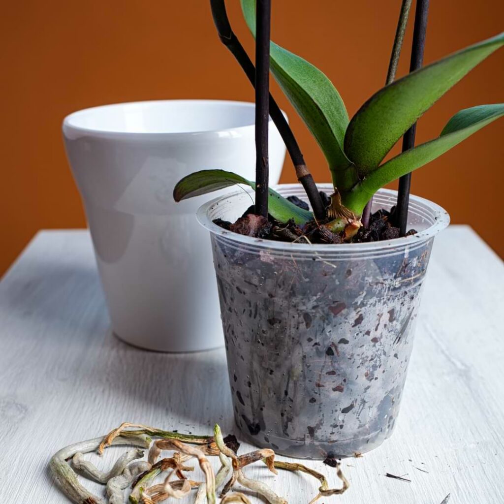 Should You Repot Orchid