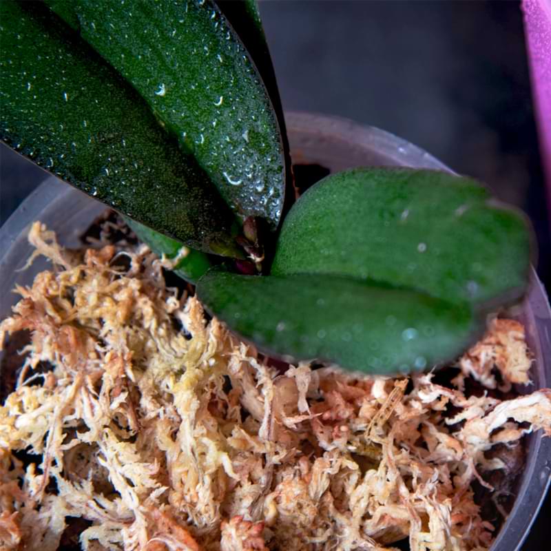 Orchid Moss2