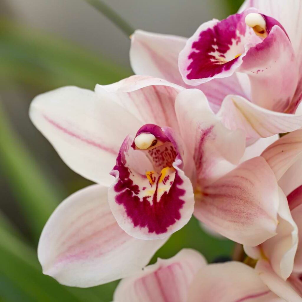 Orchid Leaves Turning Brown