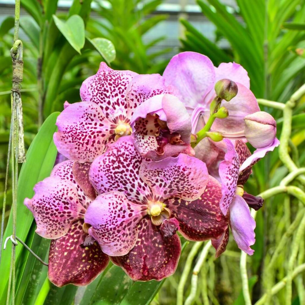 Vanda Orchid Care