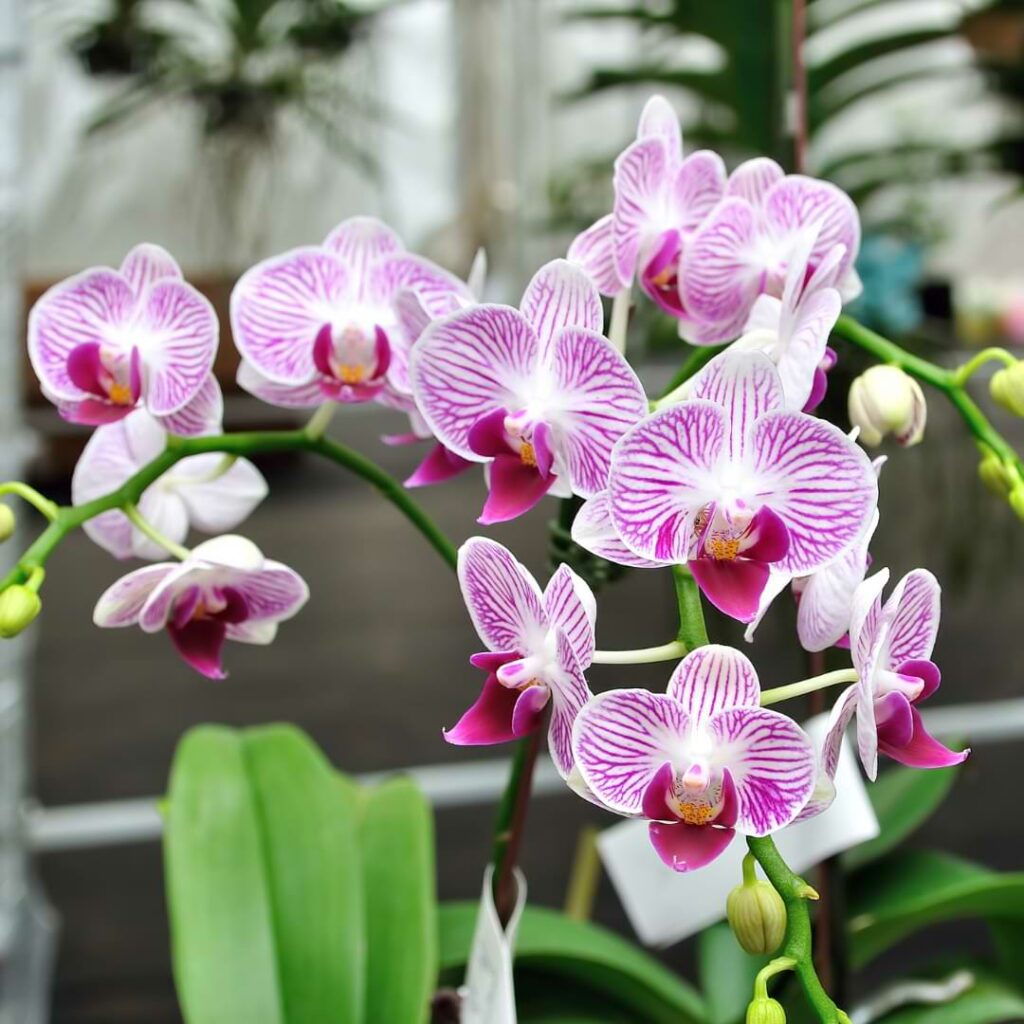 outdoor orchids