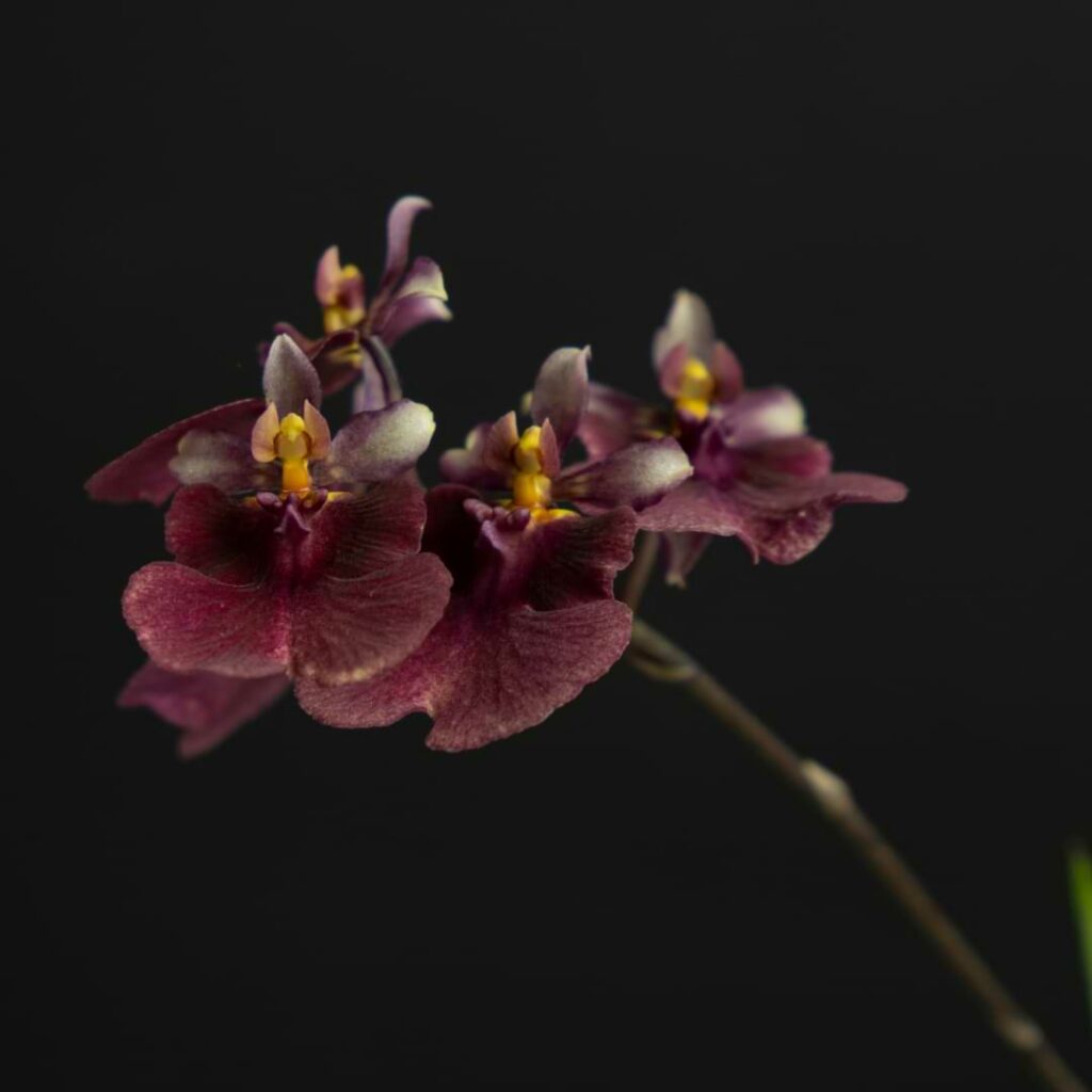 Oncidium Orchid