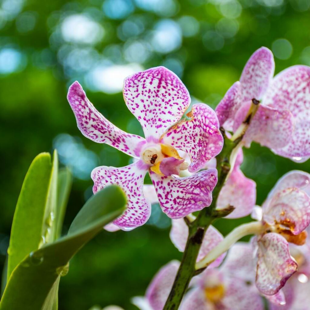 watering orchids with ice cubes