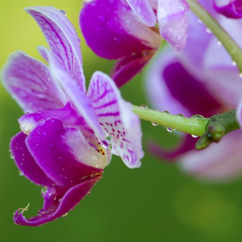 watering orchids with ice cubes
