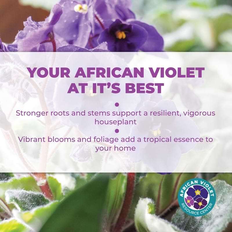 African Violet Plant Food