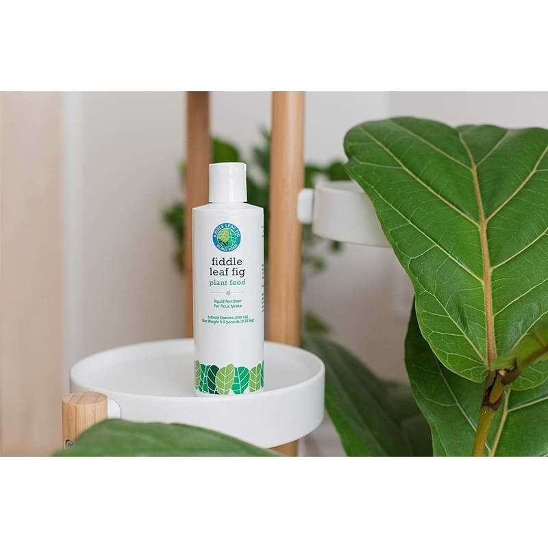 Fiddle Leaf Fig Plant Food  