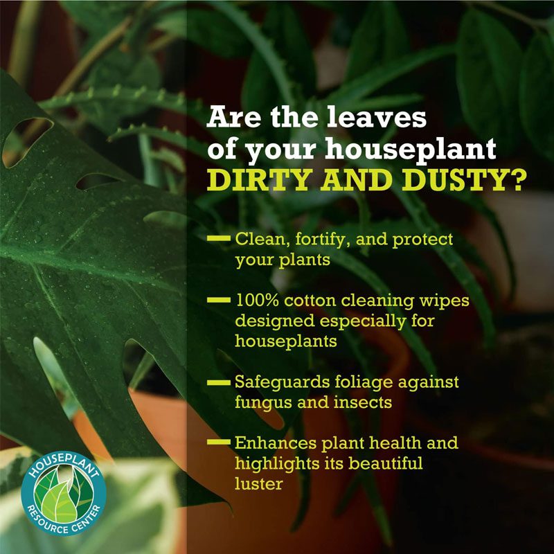 Houseplant Leaf Shine Wipes