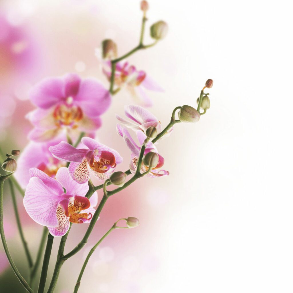 Why Is My Orchid Stem Turning Pink