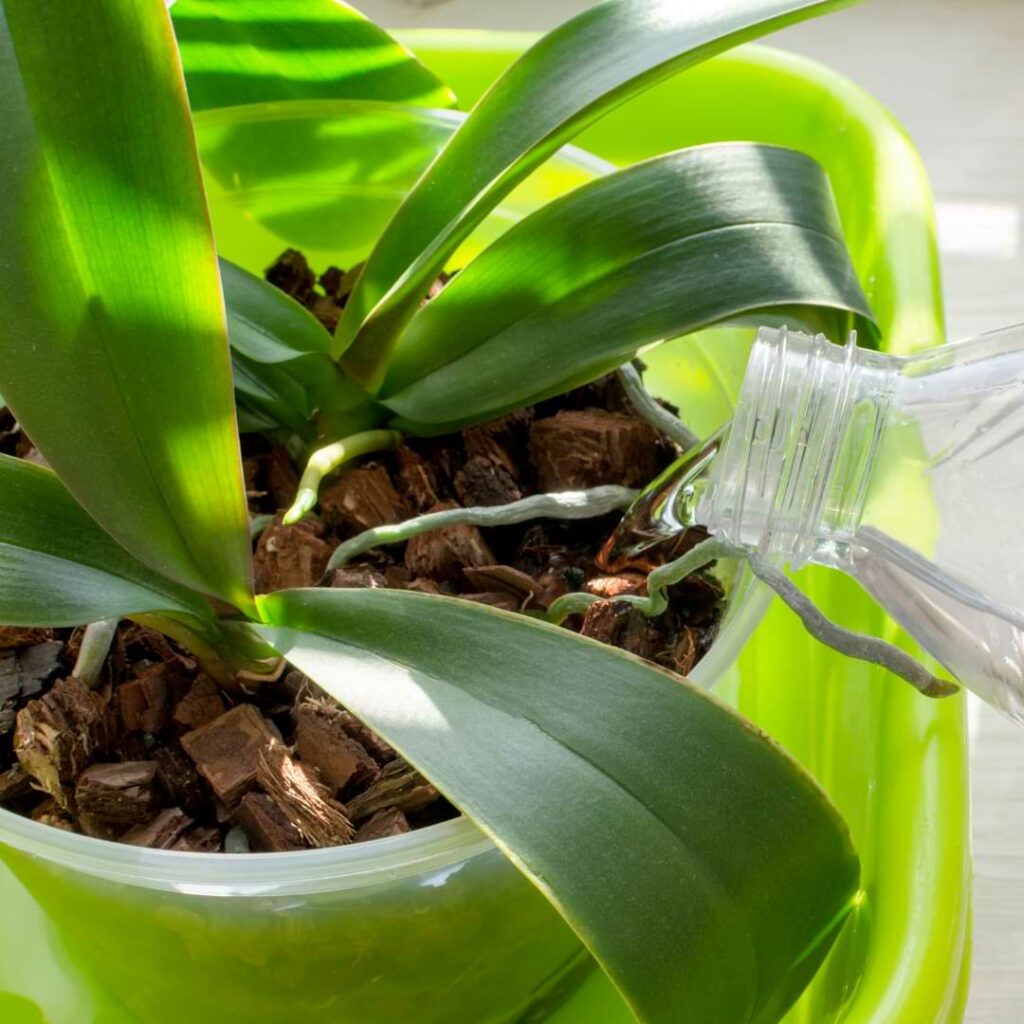 Unsure about your orchid watering routine? Read how often to water orchids and ensure happy, healthy, and hydrated plants year round.