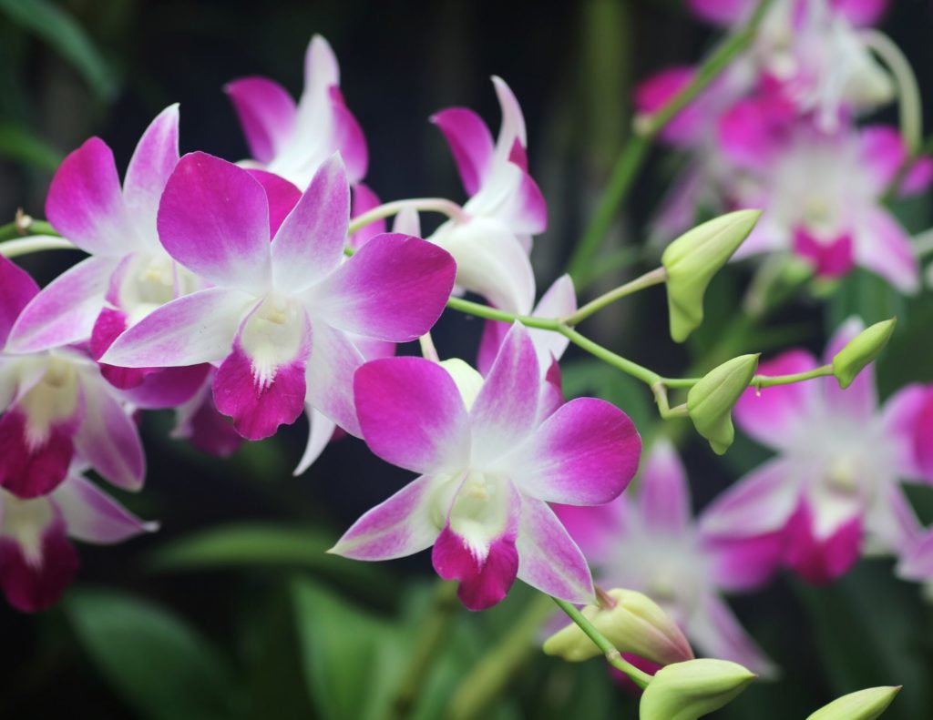 10 Easy-to-Grow Orchid Types for Your Indoor Garden