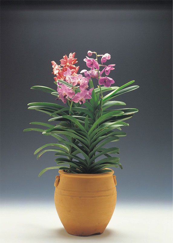 The Ultimate Guide to Buying the Right Orchid Pot. (Plus a bonus growing tip!)